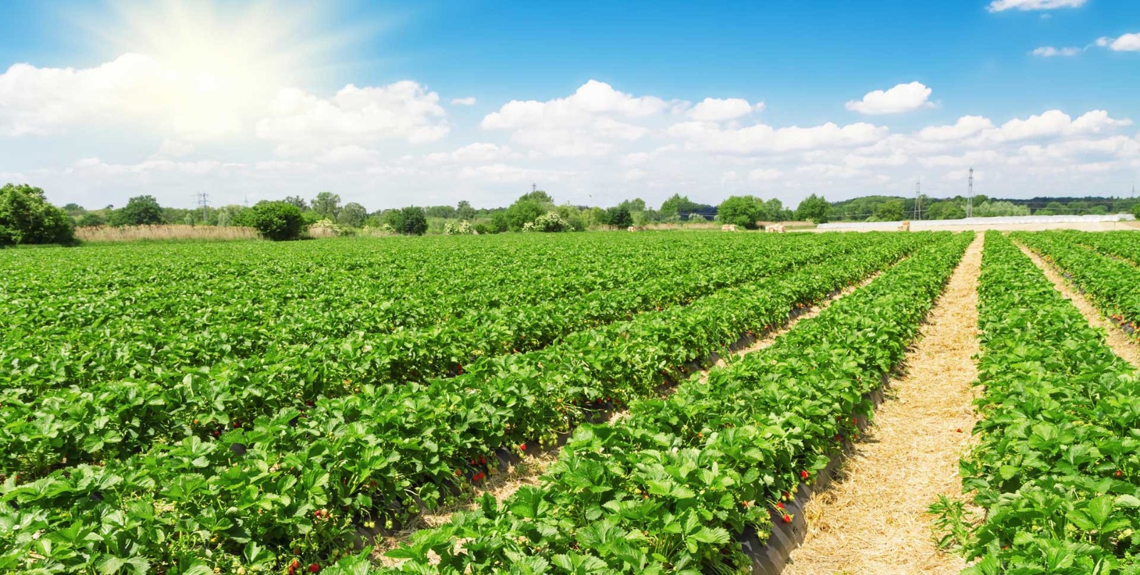 Plantation Establishment